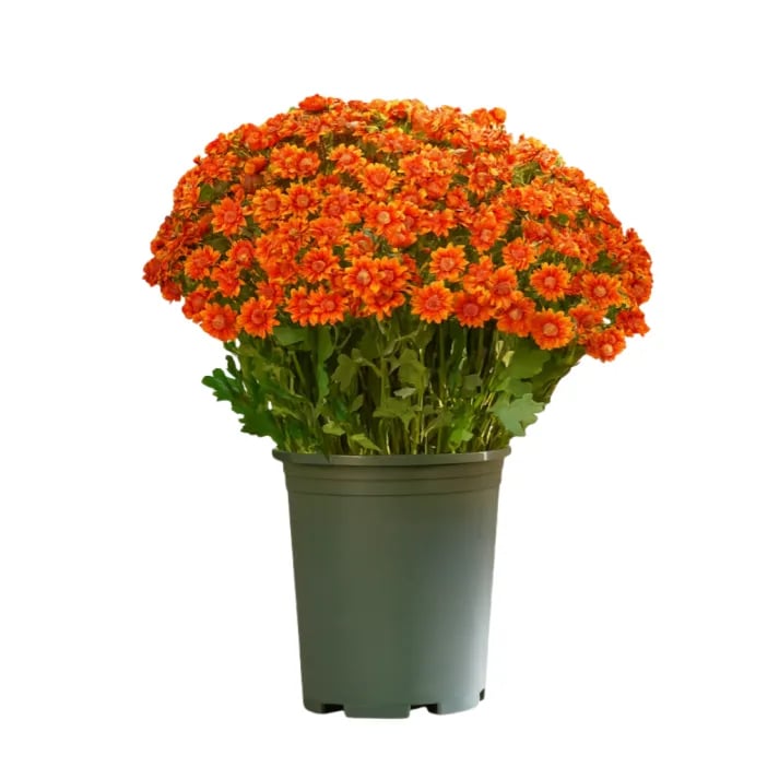 💥Siste dag! Kun 26 NOK per stk – Kunstige utendørsblomster “Sunset Mums” – UV-bestandige, vanntette og vindtette