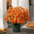💥Siste dag! Kun 26 NOK per stk – Kunstige utendørsblomster “Sunset Mums” – UV-bestandige, vanntette og vindtette