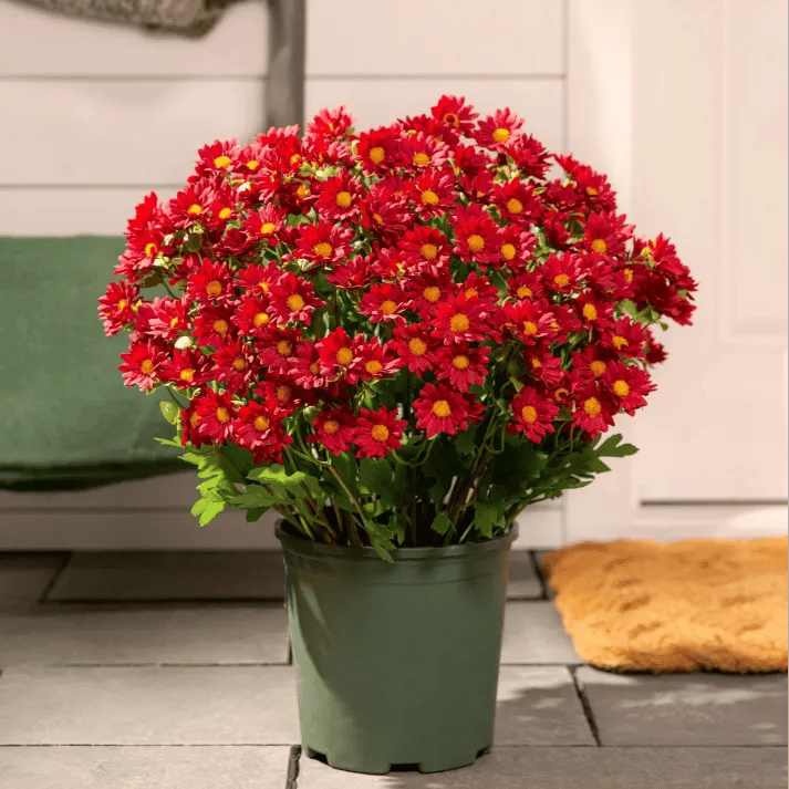 💥Siste dag! Kun 26 NOK per stk – Kunstige utendørsblomster “Sunset Mums” – UV-bestandige, vanntette og vindtette