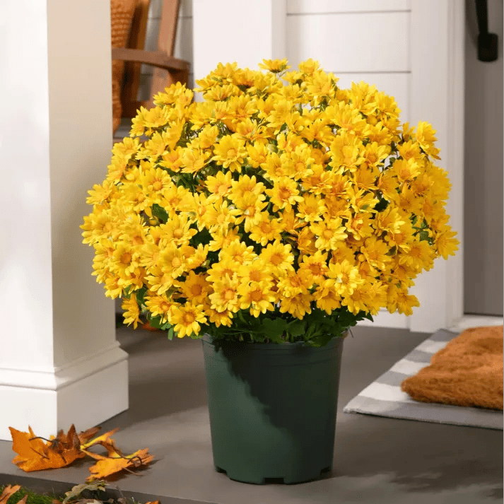 💥Siste dag! Kun 26 NOK per stk – Kunstige utendørsblomster “Sunset Mums” – UV-bestandige, vanntette og vindtette
